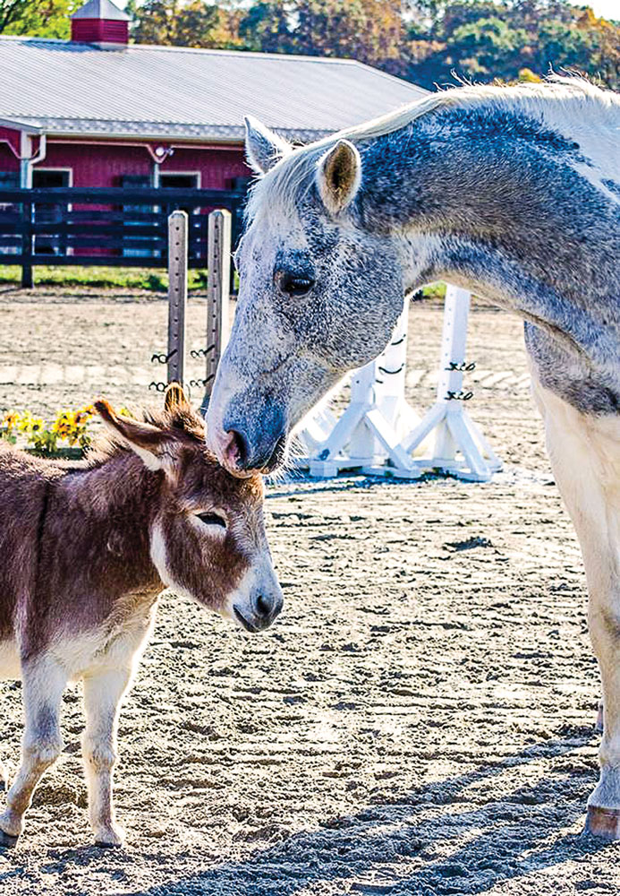 Are donkeys good companions for horses? promo image