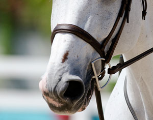Become a Horse Noseband Know-It-All promo image