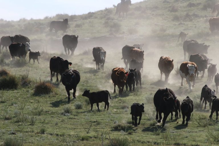 Cattle Drive - Colorado Cattle Co