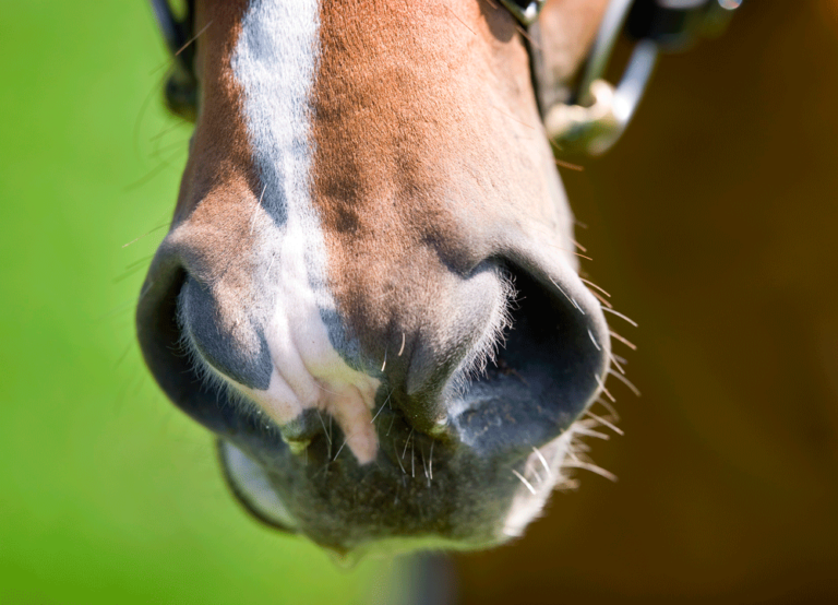 Changing Your Horse's Diet Could Help Breathing Problems promo image