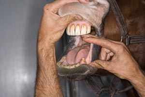 Check Your Horse's Mouth promo image