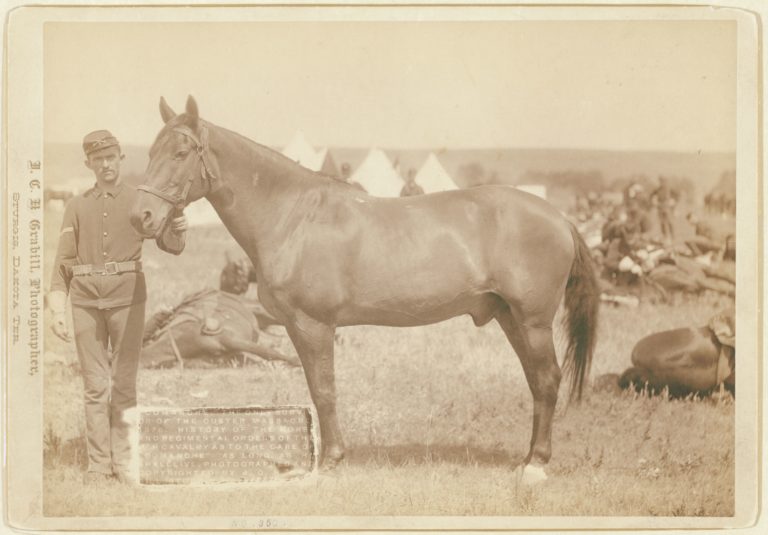 Comanche Horse Custer Last Stand