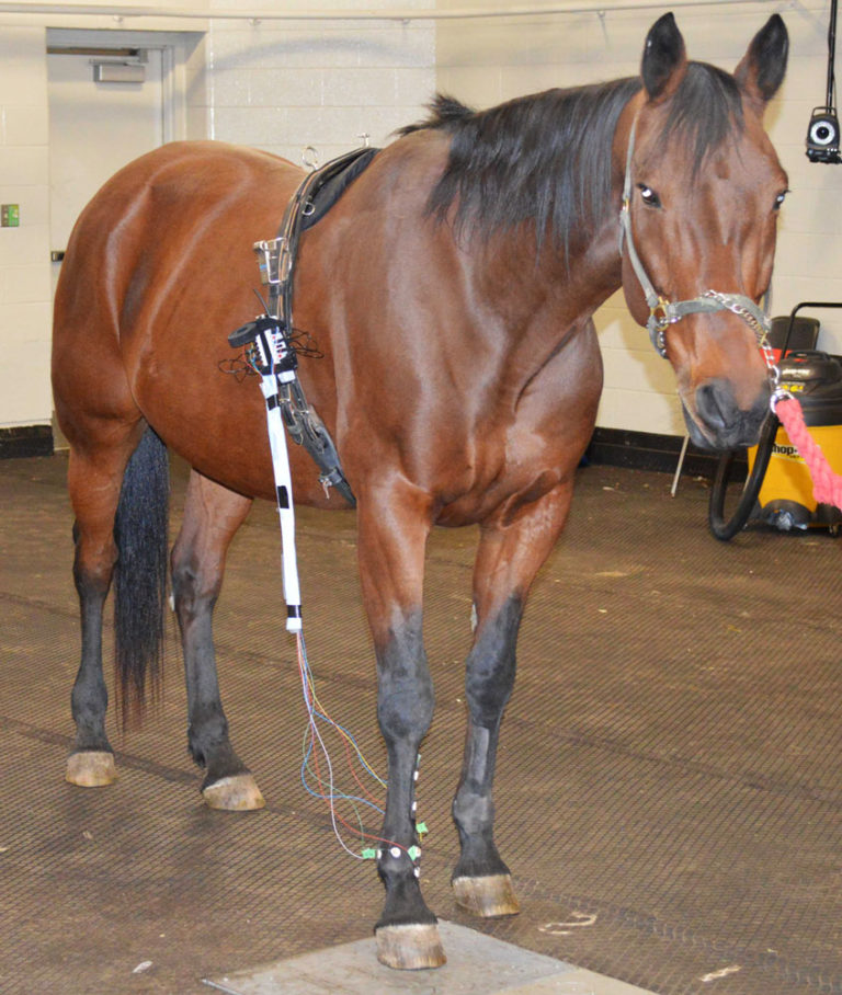 Detecting Horse Joint Damage: Electroarthrography promo image