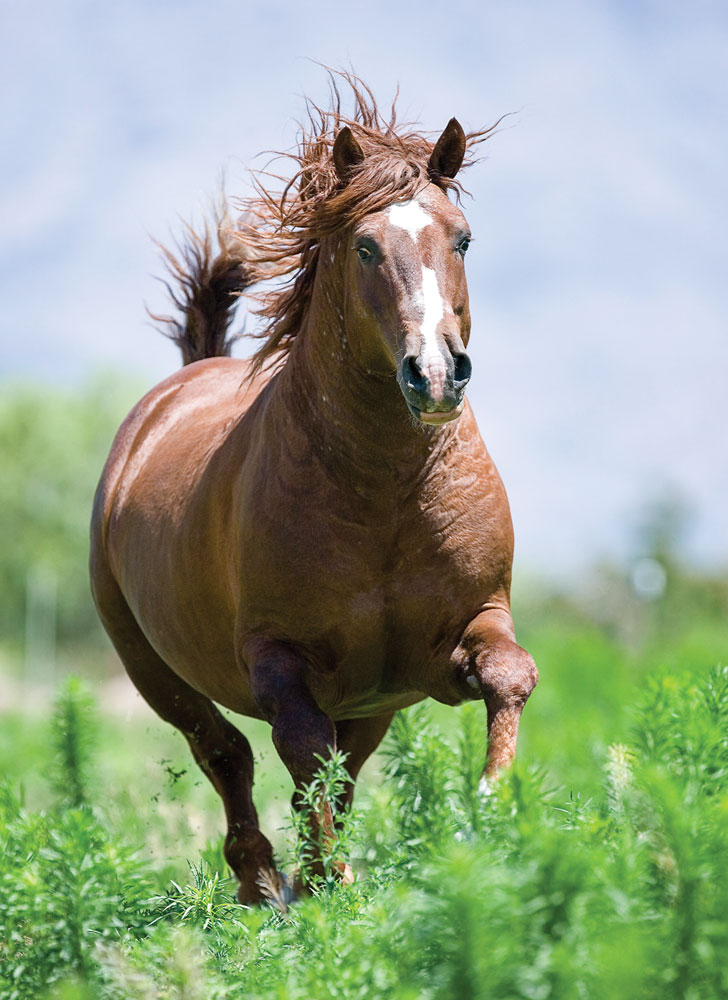Discoveries in Equine Metabolic Syndrome promo image