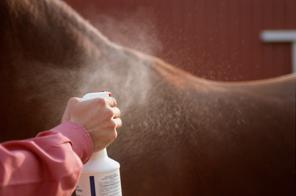 Does Your Horse Have Allergies? promo image