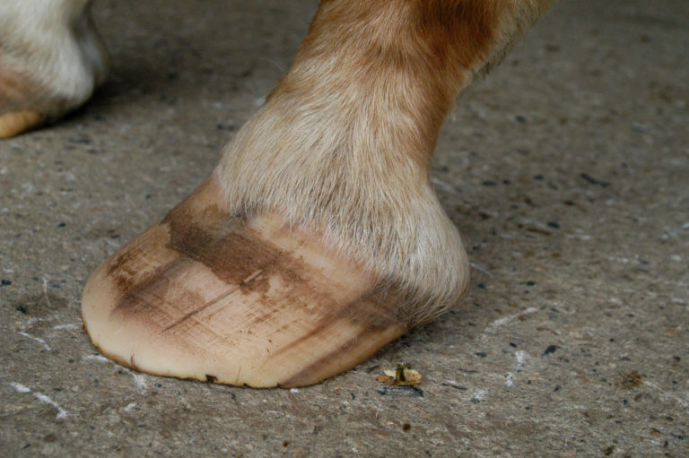 DSC_0004 barefoot hoof underrun heel