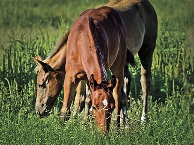 Equine Spot-Ons Offer Round-the-Clock Insect Protection promo image