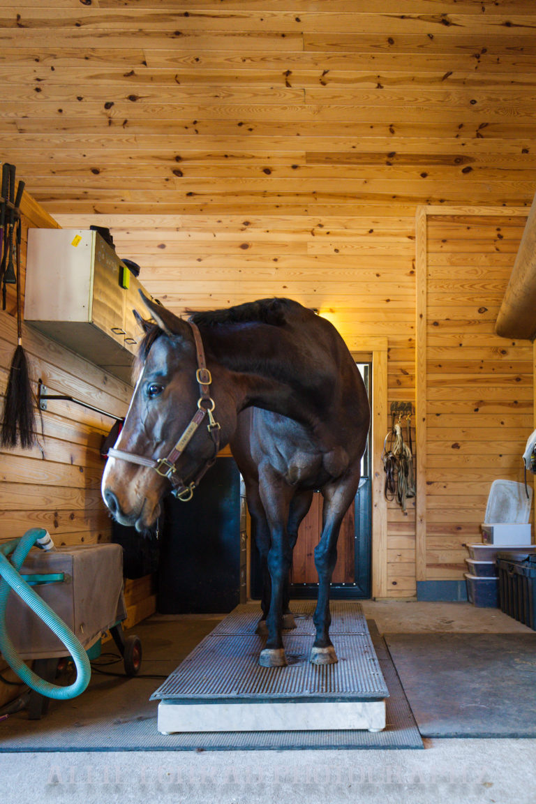 Equine Vibration Therapy