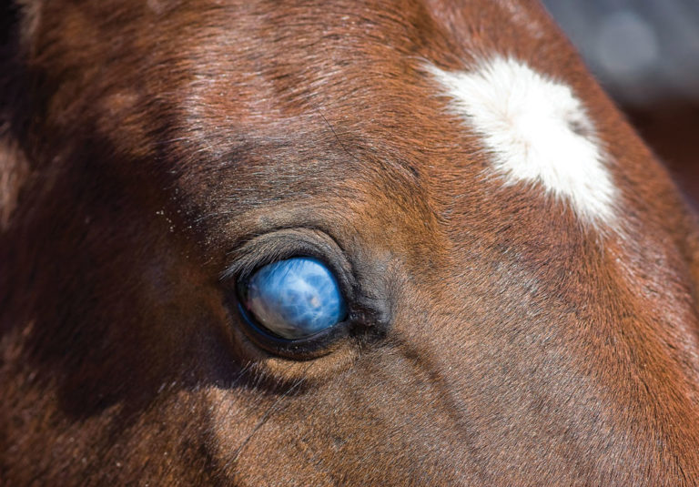 First-ever Equine Vaccine for Leptospirosis promo image
