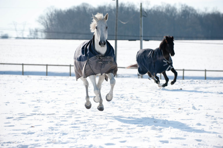galloping-horses-winter-blankets
