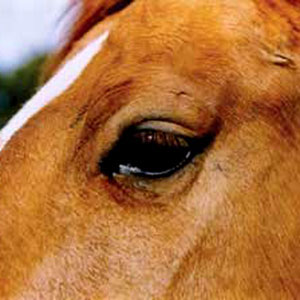 horse-eye