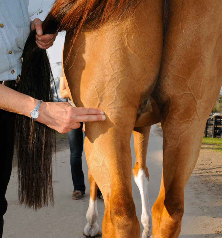 Horse Hock Massage for Better Performance promo image