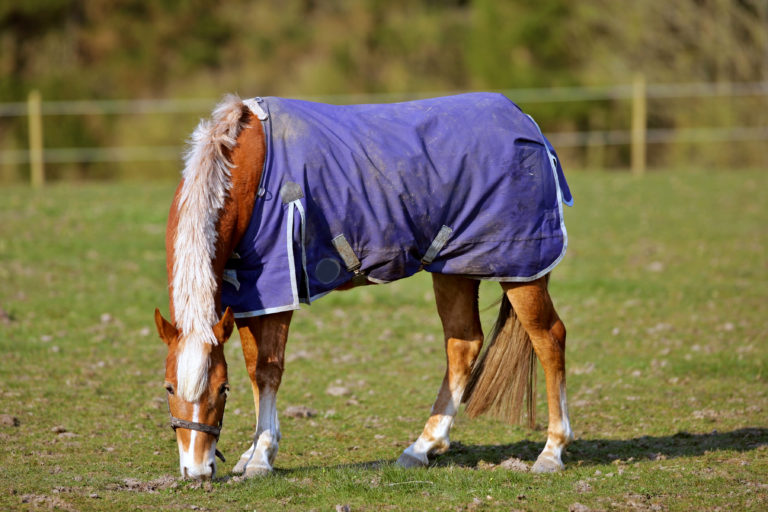 Horse in Blanket 101