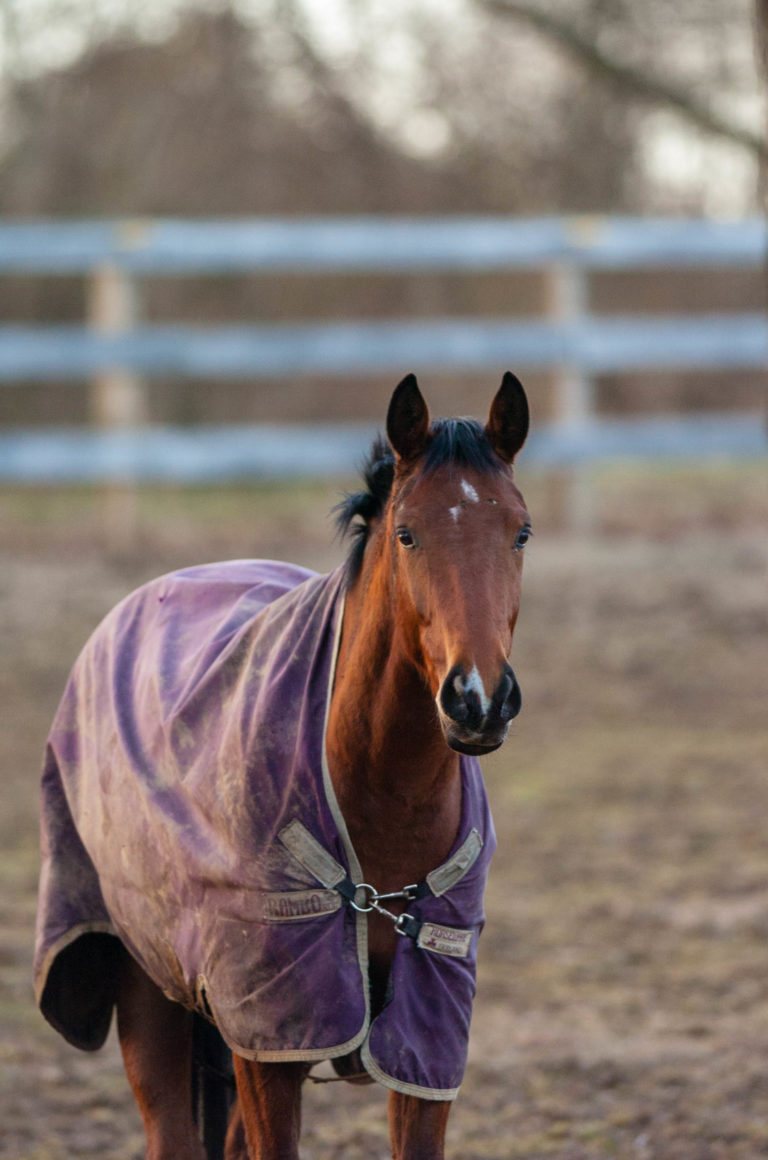 horse in blanket