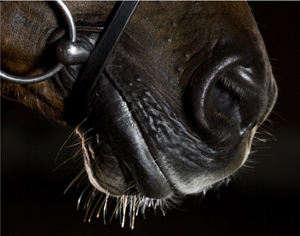 Horse Whiskers