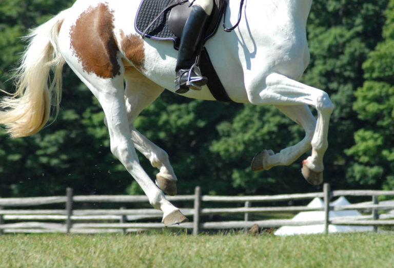 How can I make my horse gallop without bucking? promo image