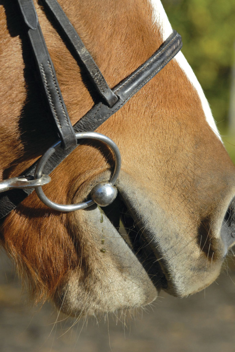 How to Stop Your Horse's Strange Bit Behavior promo image