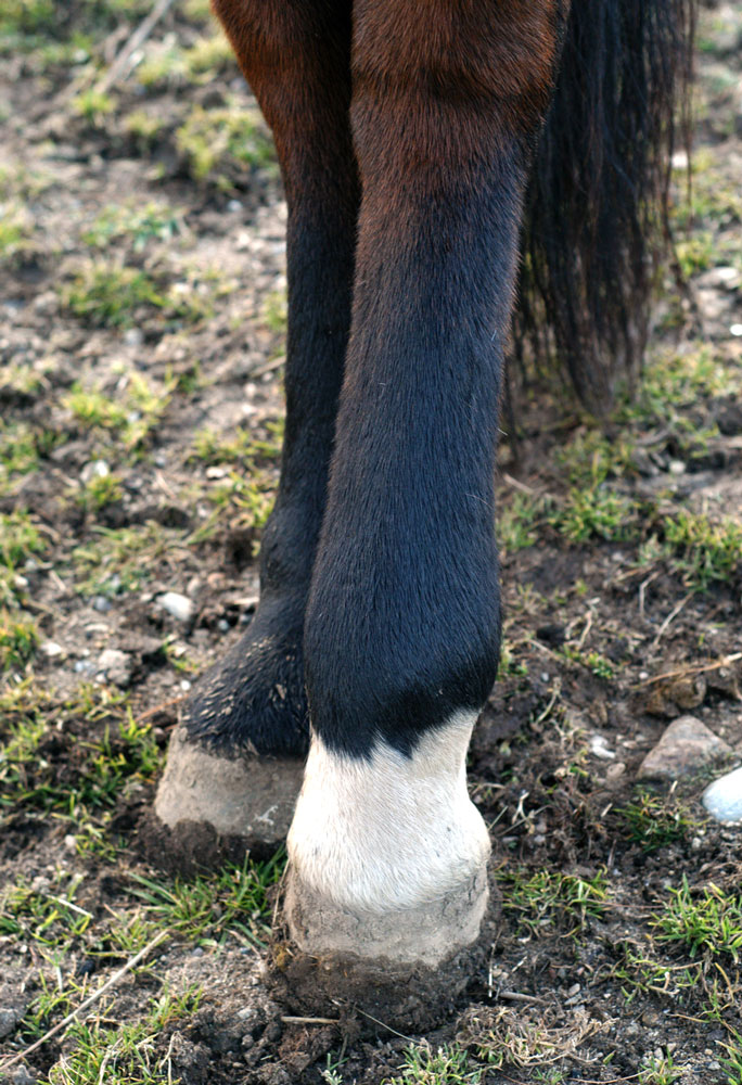 How to Treat Your Horse's Swollen Legs promo image