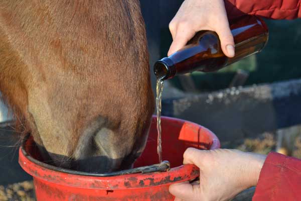 Is it OK to feed beer to my horse? promo image