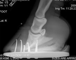 Laminitis in Horses: Closing In on Better Care promo image