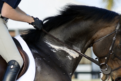 Managing Anhidrosis in Horses promo image