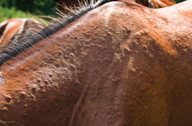 Managing Equine Allergies promo image