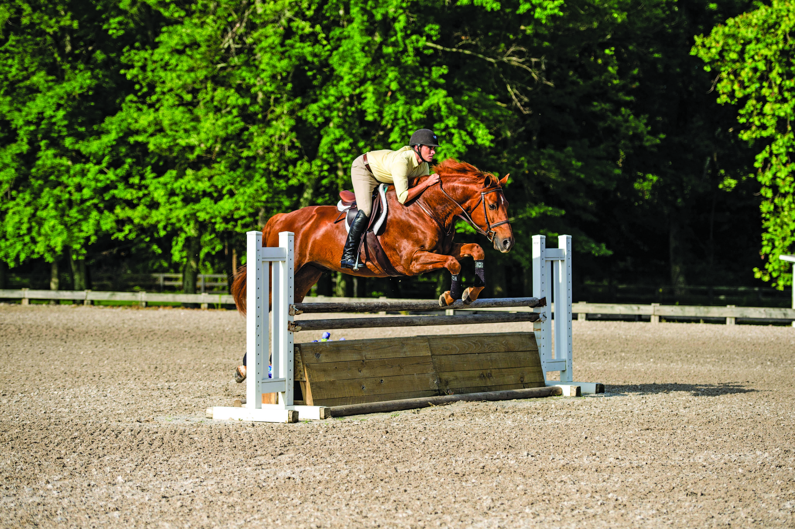 Horse track. Horse Training. Horse riding track. Лошадь в поезде. Natural Horsemanship.