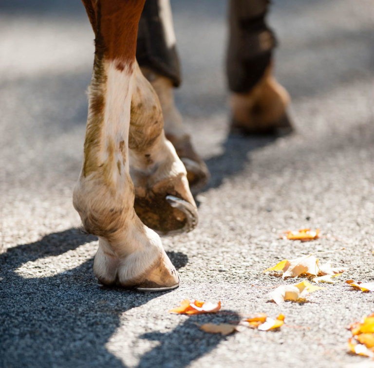 Roadwork: Is it Good or Bad for Your Event Horse? promo image