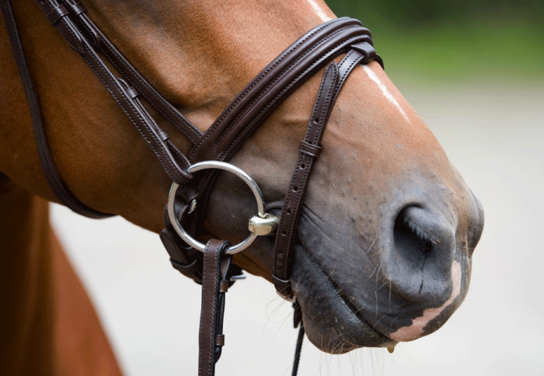 Tack Choices Can Affect Your Horse's Performance and Attitude promo image