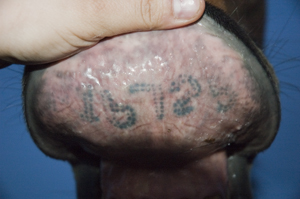 Tattoo under a Thoroughbred racehorse's lip