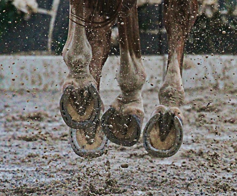 Ten Hoof Care Tips to Help Keep Your Horse's Hooves Healthy and Strong promo image