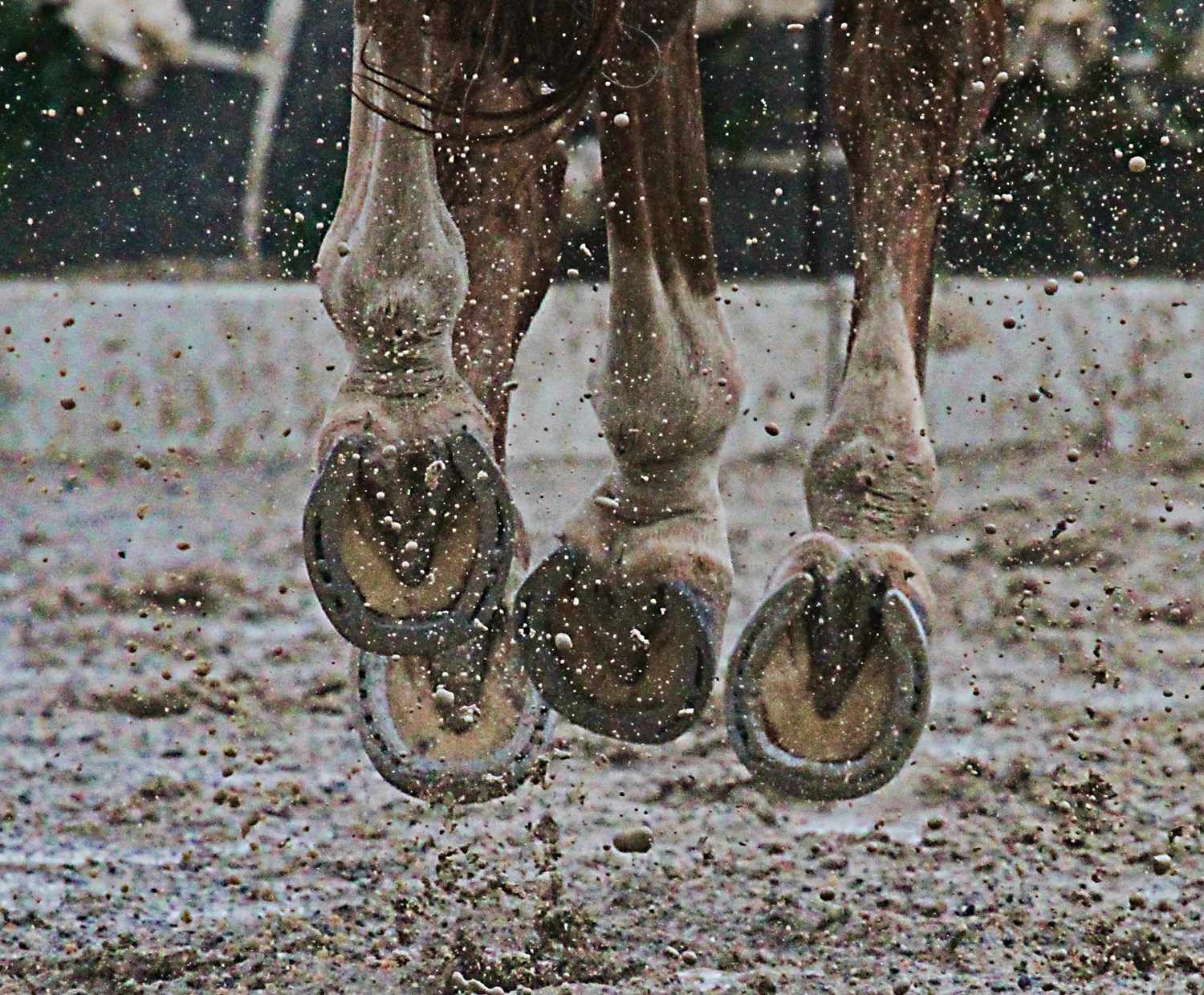 Ten Hoof Care Tips To Help Keep Your Horses Hooves Healthy And Strong