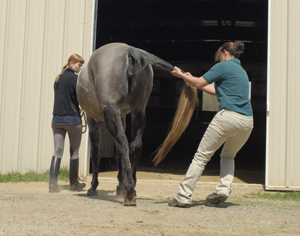 The tail pull is one of the diagnostic tests veterinarians commonly use to assess a horse's strength, balance and reaction time