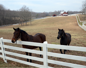 Thoroughbred yearlings in field