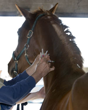 Time Your Horse's Vaccinations for Safer Results promo image