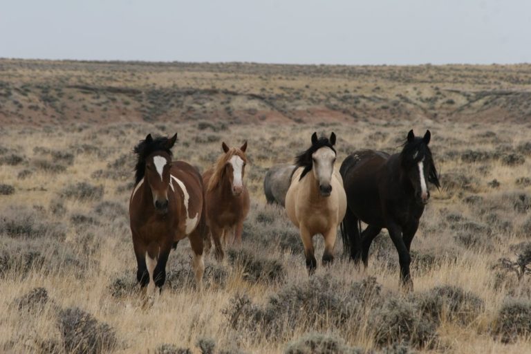Wild Mustangs in Wyoming promo image