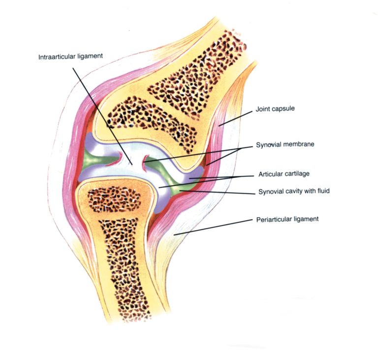 ball-and-socket_synovial_joint