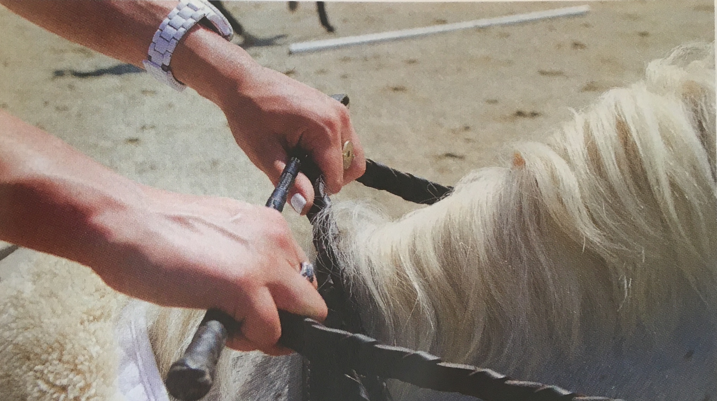 15 Riding Exercises to Correct Common Leg, Seat and Hand Problems