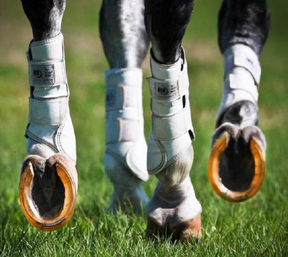 Synthetic Horseshoes Reduce Impact - Horse Science News