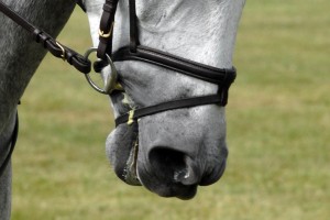 How Tight Should A Flash Noseband Be?