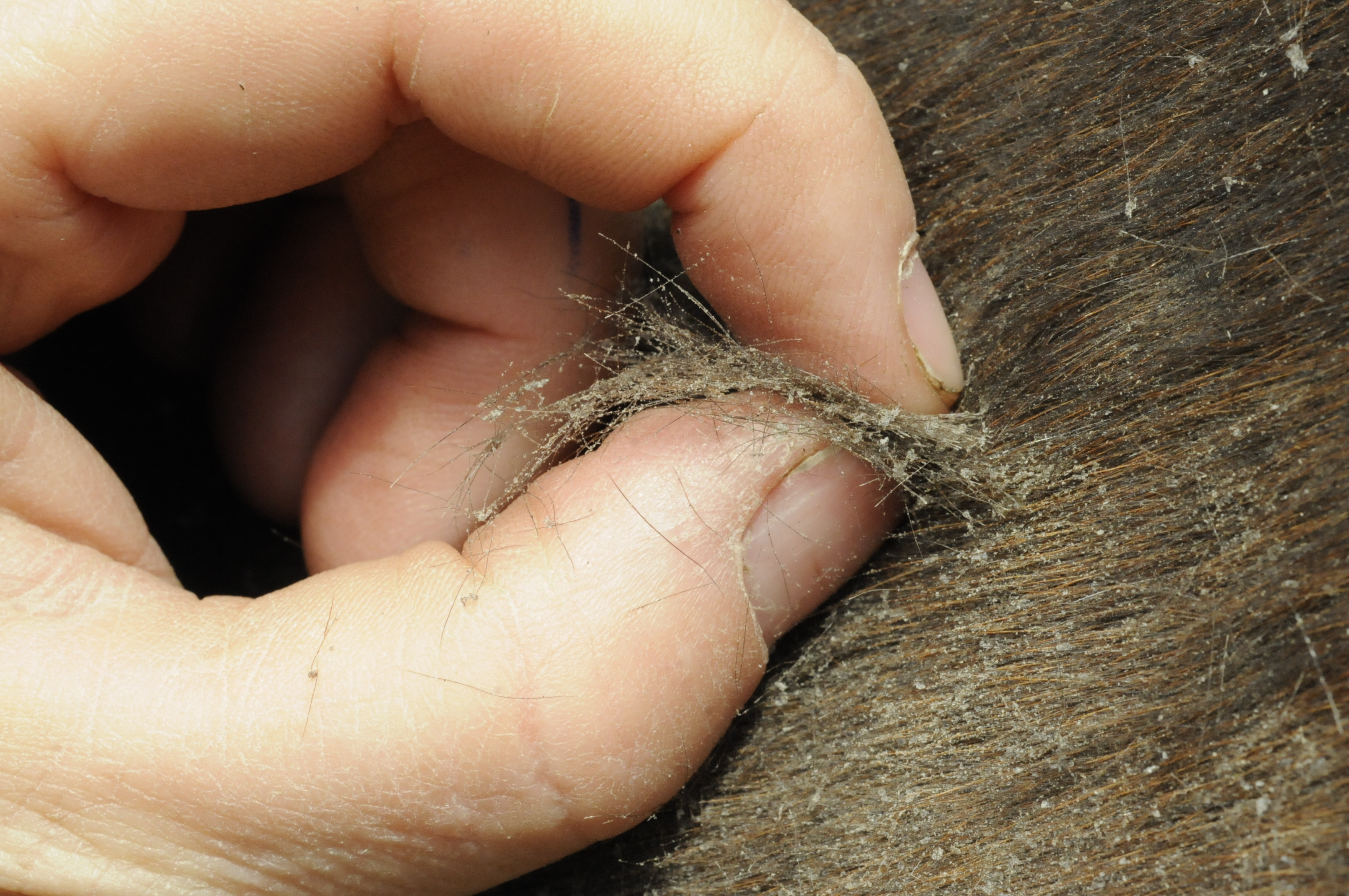 preventing rain rot on horse